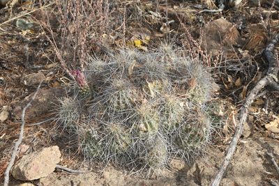 Echinocereus stramineus, photographed by Reid Hardin