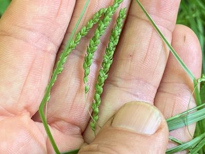 Carex gracillima, photographed by Healthy Yards