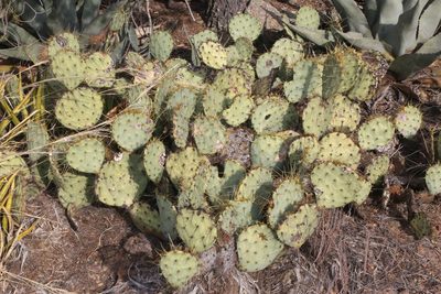 Opuntia chisosensis, photographed by Reid Hardin