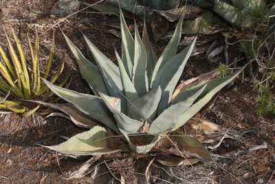 Agave havardiana, photographed by Reid Hardin