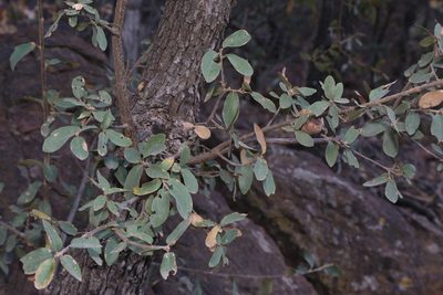 Quercus grisea, photographed by Reid Hardin