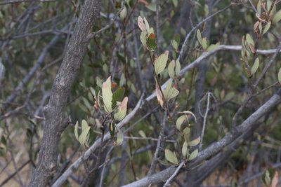 Cercocarpus montanus, photographed by Reid Hardin