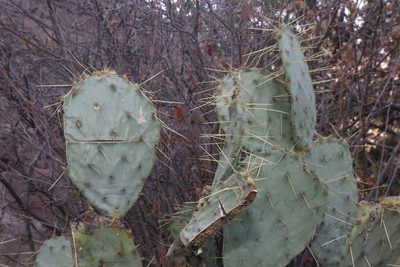 Opuntia chisosensis, photographed by Reid Hardin