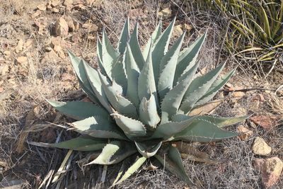 Agave havardiana, photographed by Reid Hardin