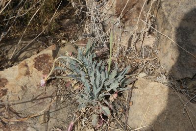 Oenothera brachycarpa, photographed by Reid Hardin