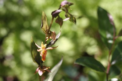 Epipactis gigantea, photographed by Nicholas Wei