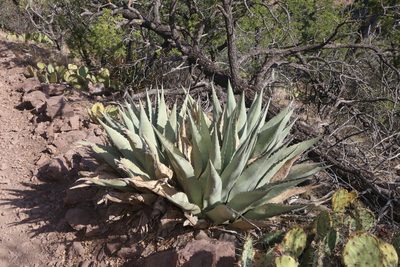 Agave havardiana, photographed by Reid Hardin