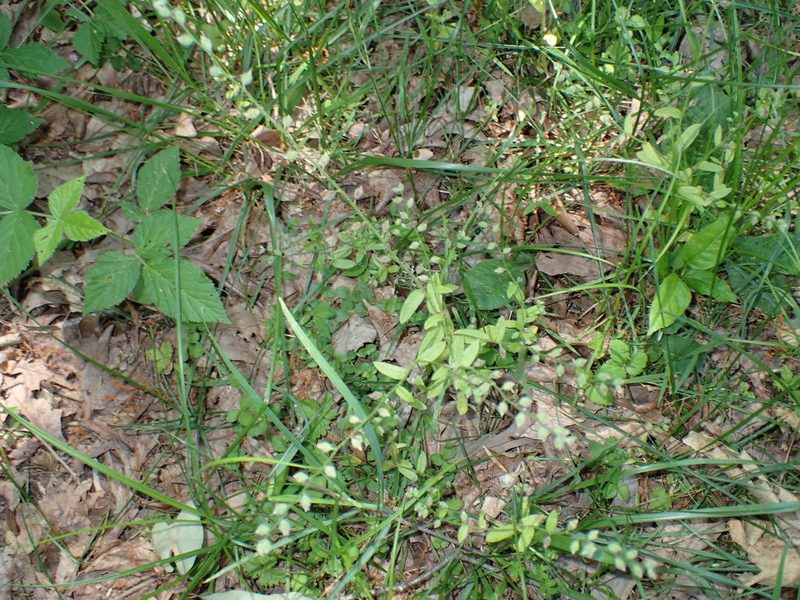 Myosotis macrosperma, photographed by stephen