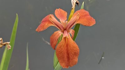 Iris fulva, photographed by john_hall