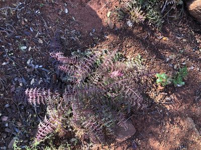 Pedicularis densiflora, photographed by Nicholas Wei