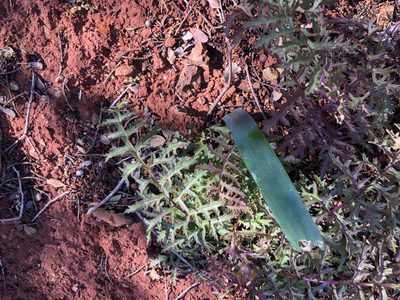 Pedicularis densiflora, photographed by Nicholas Wei
