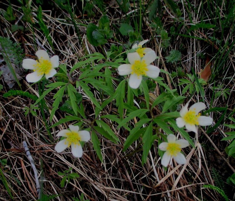 Anemonoides uralensis, photographed by Эльмира
