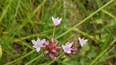 Allium canadense, photographed by john_hall