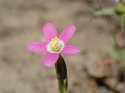 Zeltnera davyi