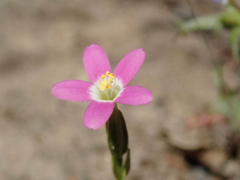 Zeltnera davyi, photographed by Henrik Kibak