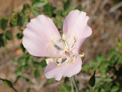 Calochortus splendens, photographed by George Williams