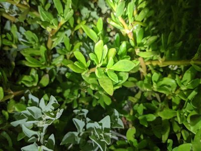 Sesuvium portulacastrum
