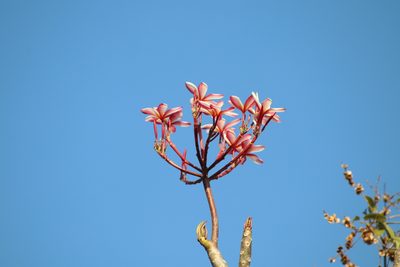 Plumeria rubra, photographed by Juan Cruzado Cortés