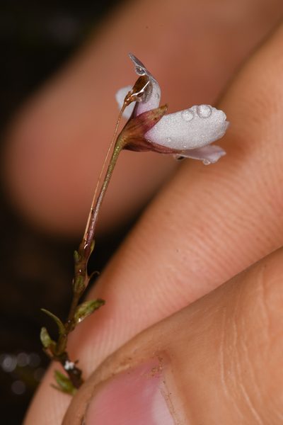 Napeanthus apodemus, photographed by Trevor Van Loon