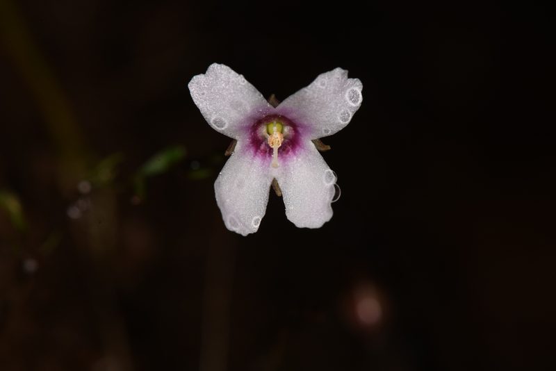 Napeanthus apodemus, photographed by Trevor Van Loon