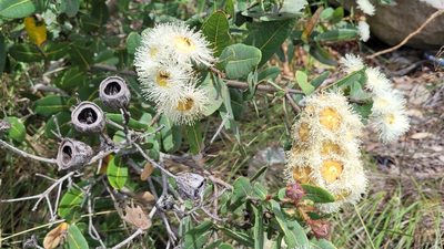 Angophora hispida, photographed by Eamonn Culhane