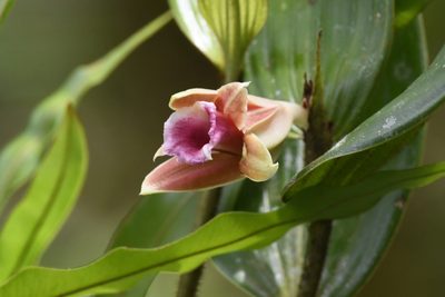 Sobralia atropubescens, photographed by Trevor Van Loon