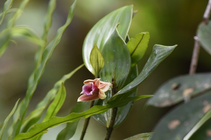 Sobralia atropubescens, photographed by Trevor Van Loon