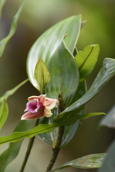 Sobralia atropubescens, photographed by Trevor Van Loon