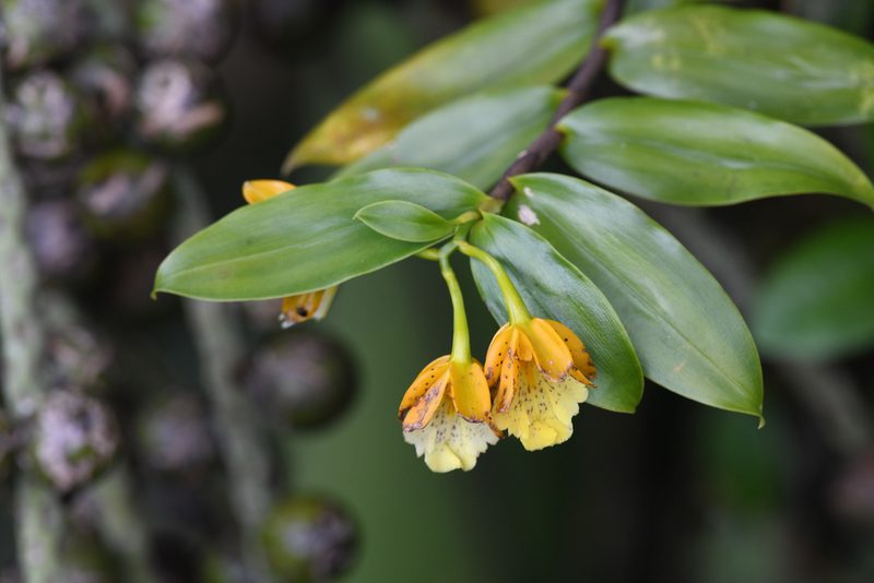 Epidendrum wallisii, photographed by Trevor Van Loon