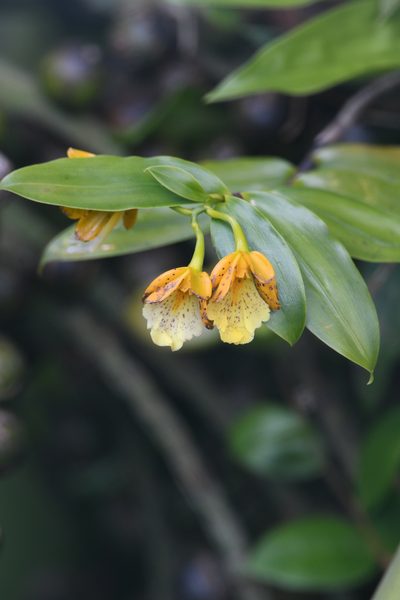 Epidendrum wallisii, photographed by Trevor Van Loon