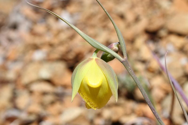 Calochortus raichei, photographed by Nicholas Wei