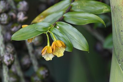 Epidendrum wallisii, photographed by Trevor Van Loon