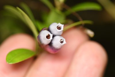 Cavendishia capitulata, photographed by Trevor Van Loon