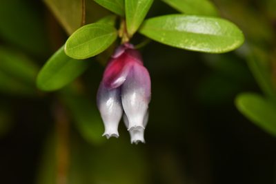 Cavendishia capitulata, photographed by Trevor Van Loon