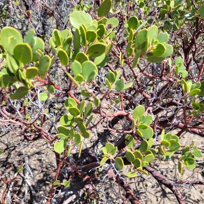 Arctostaphylos patula, photographed by Dan Horowitz