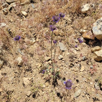 Salvia columbariae, photographed by Dan Horowitz