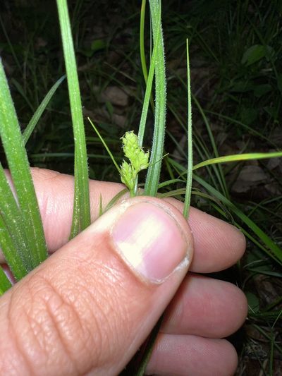 Carex hirsutella, photographed by Nathan Aaron