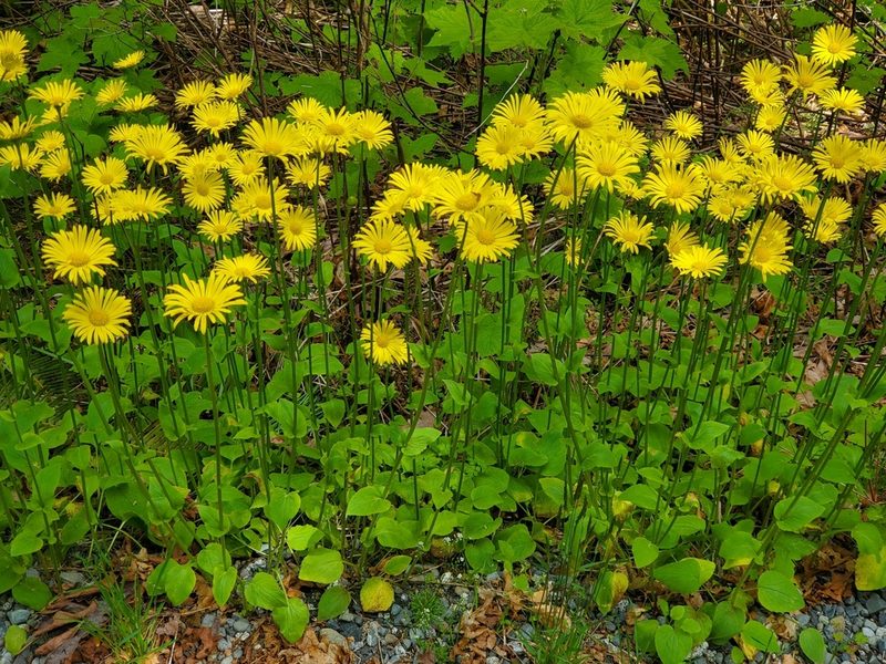Doronicum pardalianches, photographed by J Straka