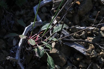 Eriogonum nudum, photographed by Nicholas Wei