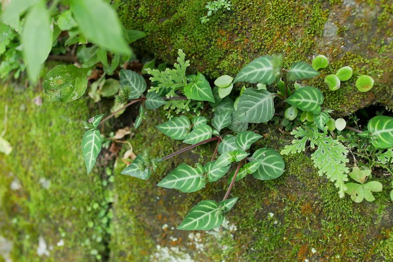 Lepidagathis inaequalis, photographed by Moogoo Lee