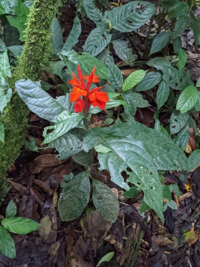 Aphelandra aurantiaca, photographed by Trevor Van Loon
