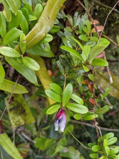 Cavendishia capitulata, photographed by Trevor Van Loon
