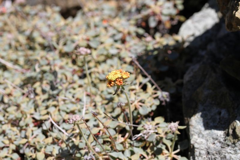 Eriogonum cedrorum, photographed by Nicholas Wei