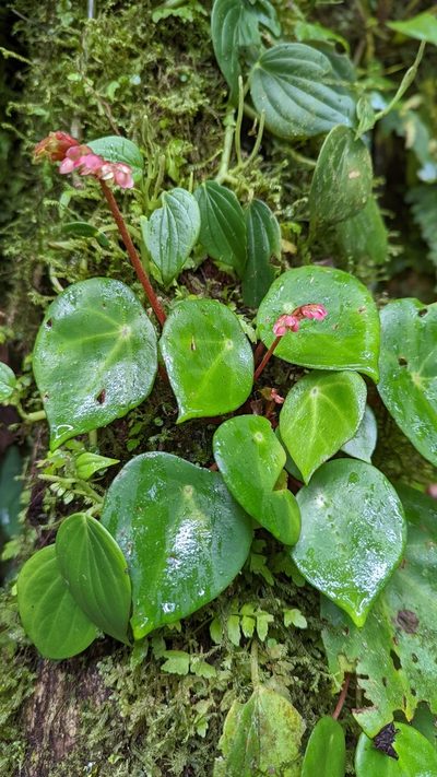 Begonia conchifolia, photographed by Trevor Van Loon