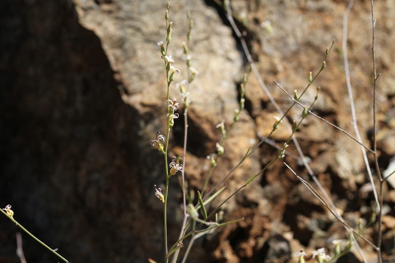 Streptanthus barbiger, photographed by Nicholas Wei