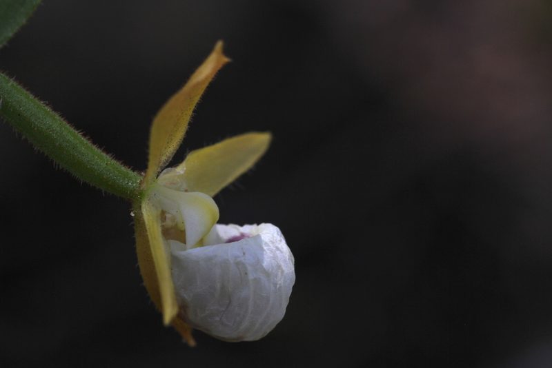 Cypripedium californicum, photographed by Nicholas Wei