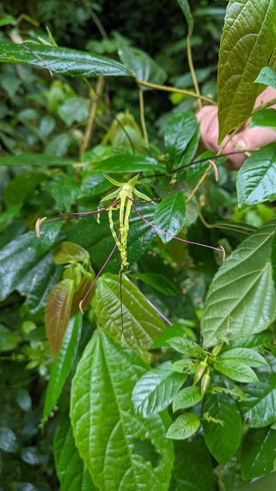 Cobaea gracilis, photographed by Trevor Van Loon