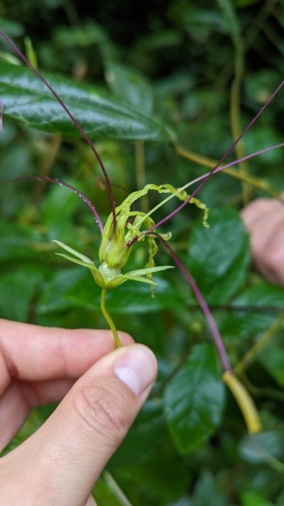 Cobaea gracilis, photographed by Trevor Van Loon