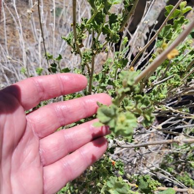 Malacothamnus orbiculatus, photographed by Dan Horowitz
