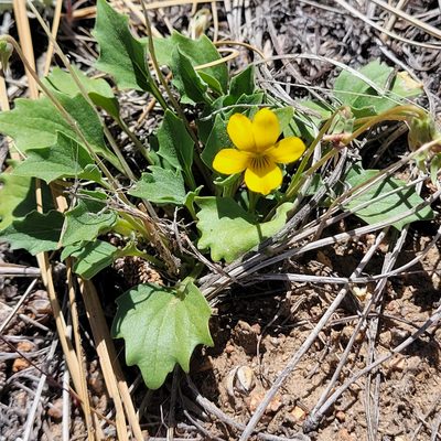 Viola purpurea, photographed by Dan Horowitz